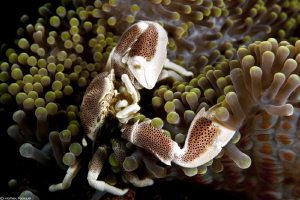 Neopetrolisthes maculatus by Mathieu Foulquié 